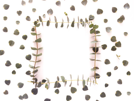 Top view of eucalyptus gunnii green leaves frame isolated on white background, flat lay, overhead view.の写真素材