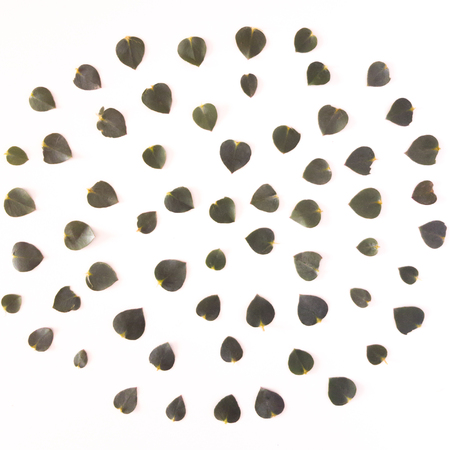 Top view of eucalyptus gunnii green leaves frame isolated on white background, flat lay, overhead view.の写真素材