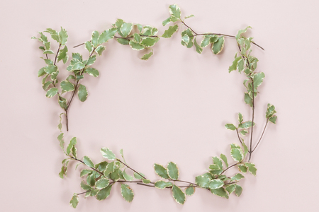 Top view and flat lay of green leaves frame on white pink background.の写真素材