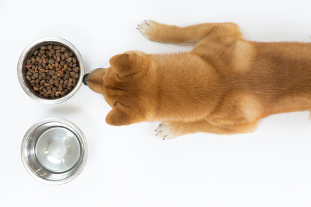 Top view of dry dog food in bowl and red Shiba inu dog looking and waiting to eat, on white background, flat layの写真素材