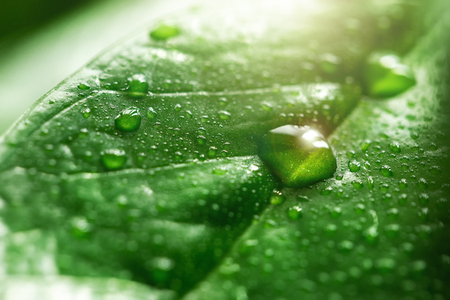 Large rain water drops on a green leaf, macro shoot. Dew raindrops in the morning sunshine. Beautiful natural backgroundの写真素材