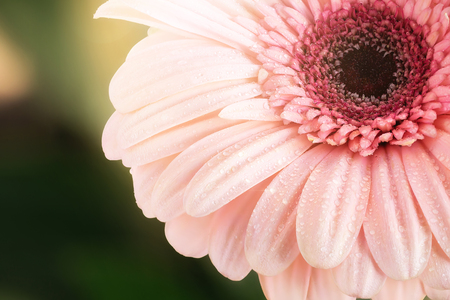 Macro of beautiful dew drops on a pink gerbera. Sunlight soft light on green background. Water raindrops on natural flower pink petals. Soft abstract beautiful background.の写真素材