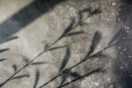 The sun light is casting over gray concrete wall, sunshade shadow of leaves. Summer backgroundの写真素材