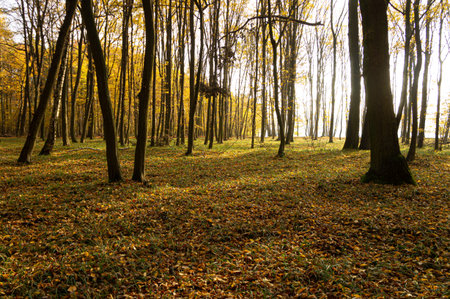 Autumn forest, many deciduous trees. Deciduous trees.