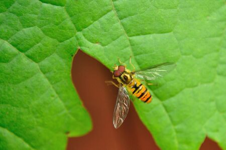 Flower fly on a leaf. Insect family Syrphidae. の写真素材