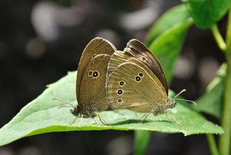 Ringlet butterflies (Aphantopus hyperantus) in mating ritual.の写真素材