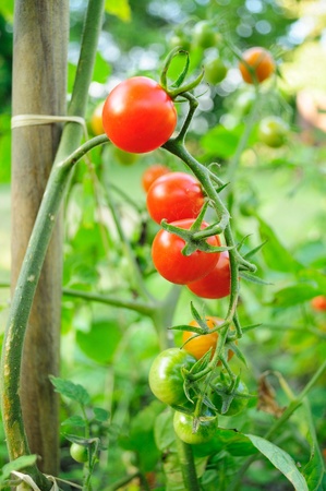 Cherry tomatoes growing on the vine.の写真素材