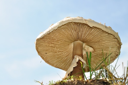 Macrolepiota Procera - View from underneath a Parasol Mushroom.の写真素材
