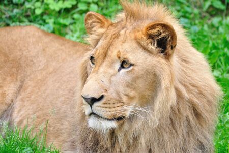 young male lionの写真素材