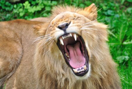 young male lionの写真素材