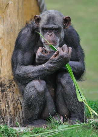 chimpanzee at the zooの写真素材