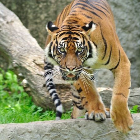 Sumatran tigerの写真素材