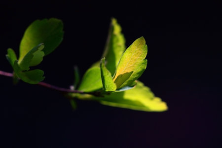 Close-up bush branch with green leafs isolated in black background