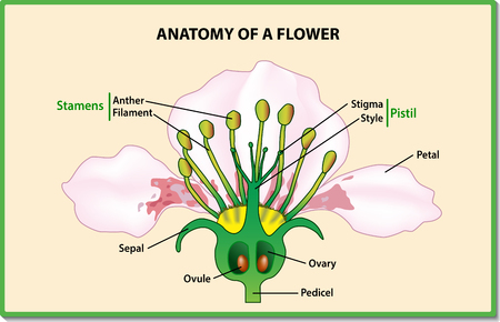 Anatomy of a flower. Flower Parts. Detailed Diagram with cross section. Useful for study botany and science education. Vector illustrationのイラスト素材