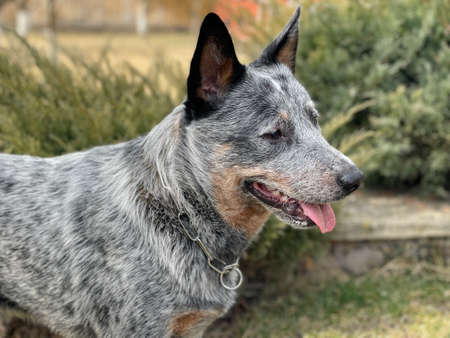 Head and neck of a waiting Australian Blue Heeler or Cattle Dog with ears pricked up and mouth openの写真素材