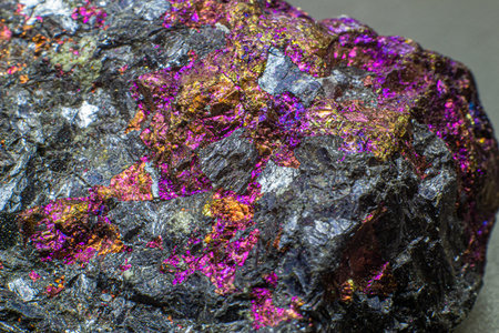 Focused macro raw colourful golden, pink and purple chalcopyrite isolated on gray background...