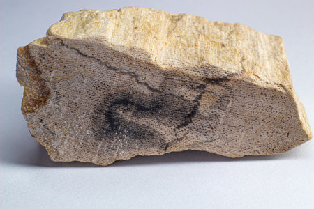 Petrified wood, 20 million years old wood. Wood turned into stoneの写真素材