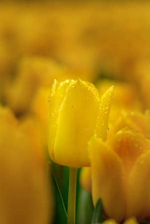 flowerの写真素材