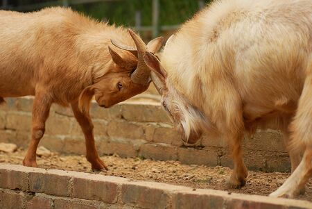 Goat Fightingの写真素材