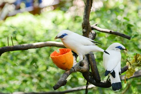 Pair of White Birdsの写真素材