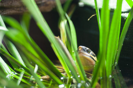 Turtle