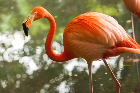 flamingoの写真素材