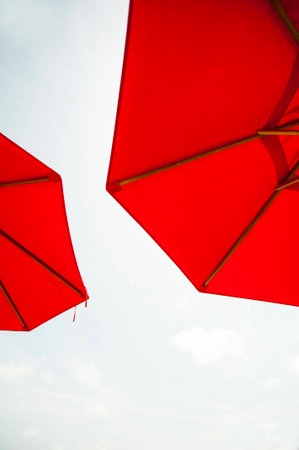 Escape to tropical paradise.の写真素材