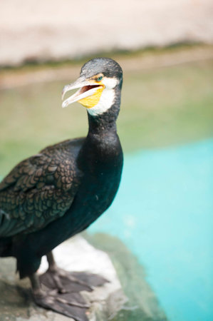 A majestic looking Cormorant bird who is a fish-eater, looking out for its next prey.の写真素材