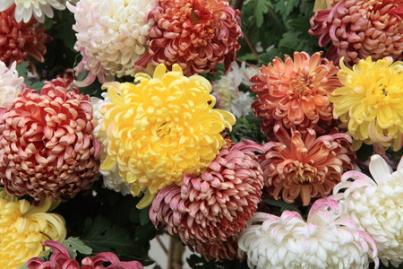 chrysanthemumの写真素材
