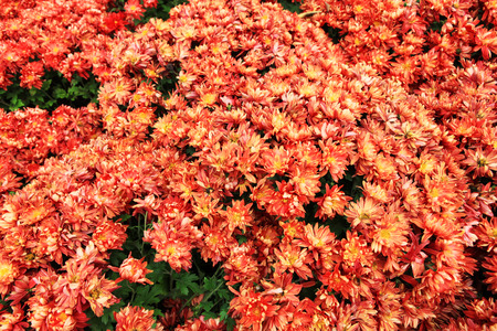 Flower Seaの写真素材