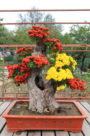 bonsaiのeditorial素材