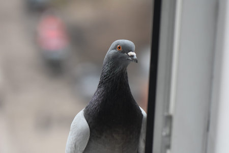 Pegeon on the window