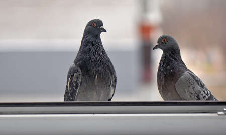 Pigeons eating on the windowの写真素材