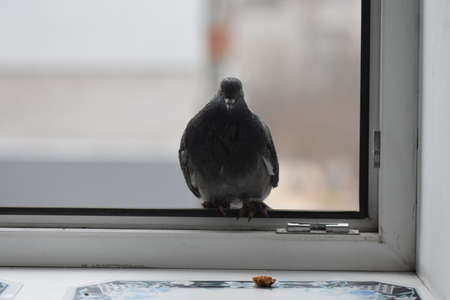 Pigeons eating on the windowの写真素材