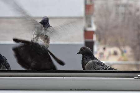 pigeons eating on the windowの写真素材