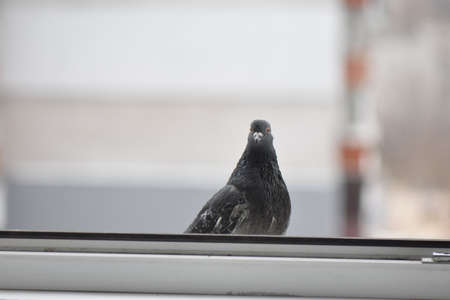 pigeons eating on the windowの写真素材