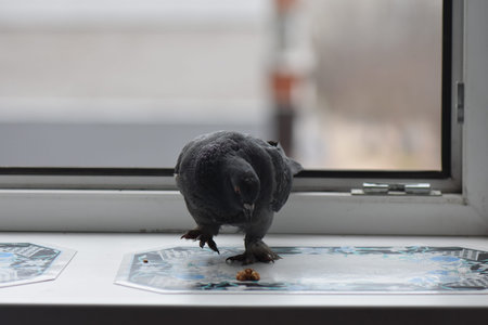 Pigeons eating on the windowの写真素材