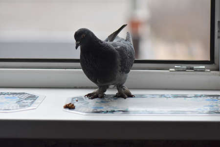 Pigeons eating on the windowの写真素材