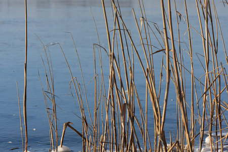 Frozen river and reed grassの写真素材