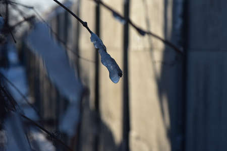 Icicles on the roof winter sunny eveningの写真素材