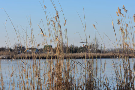 Reed grass on the river