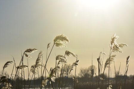 Reed grass on the river