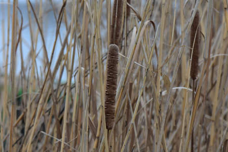 Dry reed grass in winter cloudy dayの写真素材