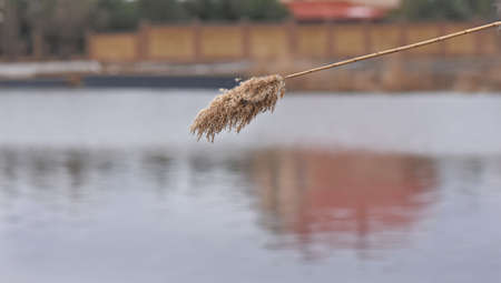 Dry reed grass in winter cloudy dayの写真素材