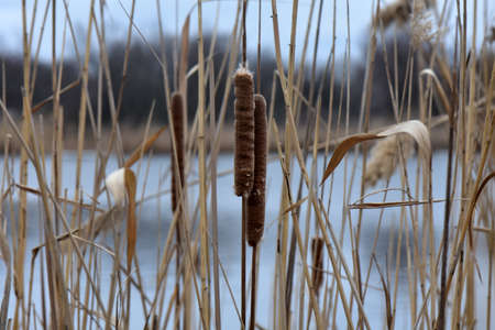 Dry reed grass in winter cloudy dayの写真素材