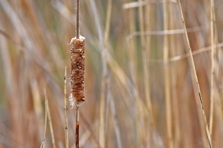 Dry reed grass in winter cloudy day