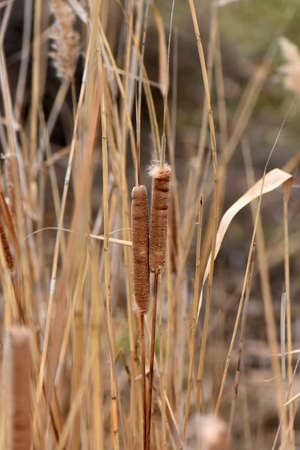 Dry reed grass in winter cloudy dayの写真素材