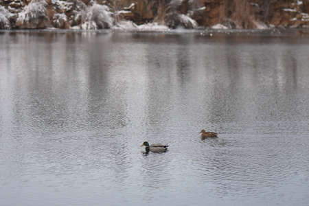 Duck on the lake in the winterの写真素材