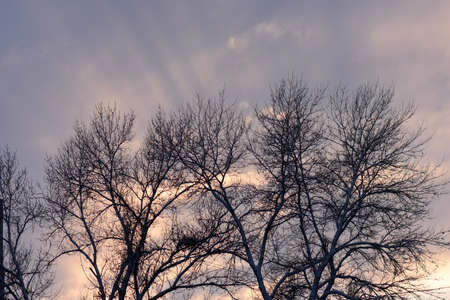 Colorful sunset in the winter forestの写真素材