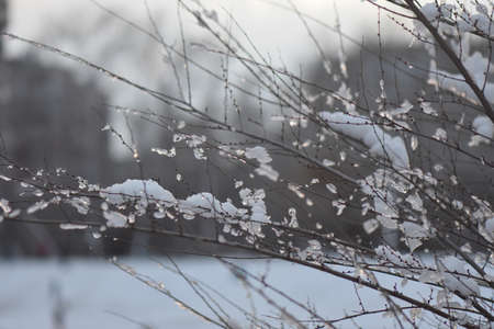 Colorful sunset in the winter forestの写真素材